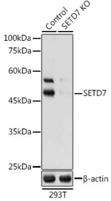 Western Blot: SETD7 AntibodyBSA Free [NBP3-03470]