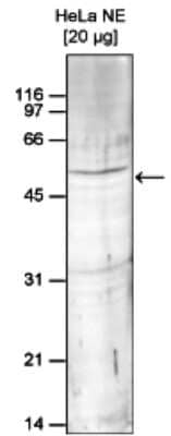 Western Blot: SETD7/9 Antibody [NBP3-18644]