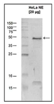 Western Blot: SETD7/9 Antibody [NBP3-18675]