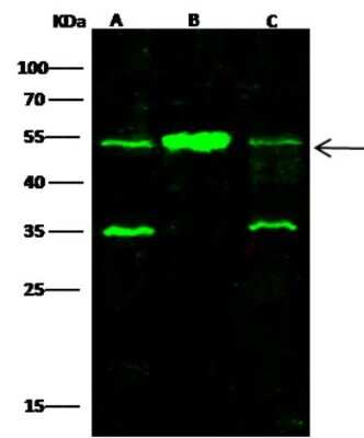 Western Blot: SETD7/9 Antibody (19) [NBP3-06624]