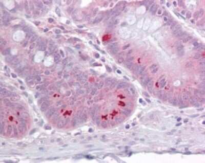 Immunohistochemistry-Paraffin: SETD7/9 Antibody [NB100-56664]