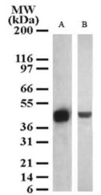 Western Blot: SETD7/9 Antibody [NB100-56664]