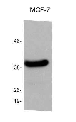 Western Blot: SETD7/9 Antibody [NB100-56664]