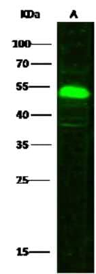 Western Blot: SETD7/9 Antibody [NBP2-99744]