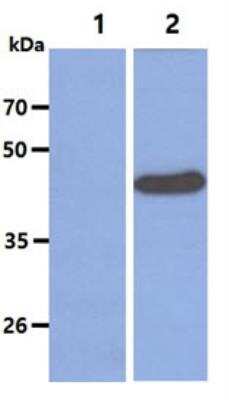 Western Blot: SETD7/9 Antibody (s4E5)BSA Free [NBP1-04298]