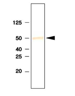 Western Blot: SETD7/9 Antibody (s4E5)BSA Free [NBP1-04298]