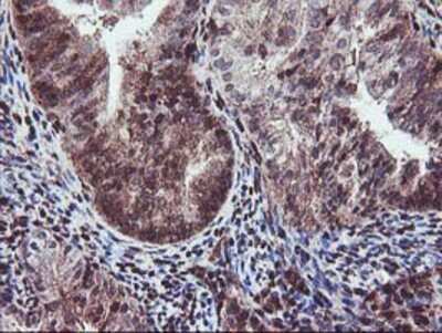 Immunohistochemistry-Paraffin: SETD7 Antibody (OTI2D10) [NBP2-01066]