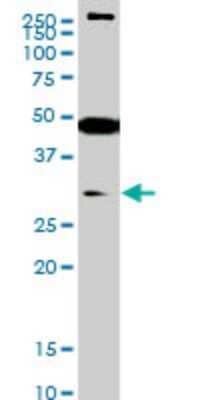 Western Blot: SETD7 Antibody (5B4) [H00080854-M01]