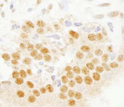 Immunohistochemistry-Paraffin: SETD7 Antibody [NB100-93288]