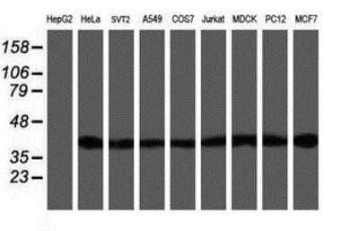 Western Blot: SETD7 Antibody (OTI2D10)Azide and BSA Free [NBP2-74145]