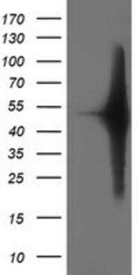 Western Blot: SETD7 Antibody (OTI2D10)Azide and BSA Free [NBP2-74145]