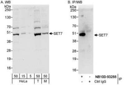 Western Blot: SETD7 Antibody [NB100-93288]