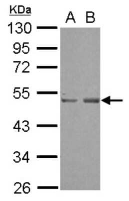 Western Blot: SETD7 Antibody [NBP2-20319]