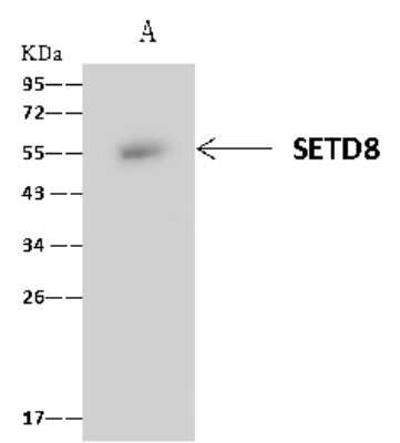 Immunoprecipitation: SETD8 Antibody [NBP2-99864]
