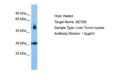 Western Blot: SETD8 Antibody [NBP2-88246]