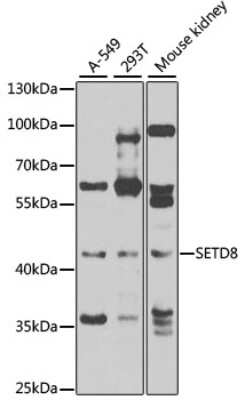 Western Blot: SETD8 AntibodyBSA Free [NBP2-93042]