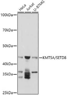 Western Blot: SETD8 AntibodyBSA Free [NBP2-93444]