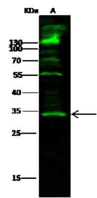 Western Blot: SETD8 Antibody [NBP2-99863]