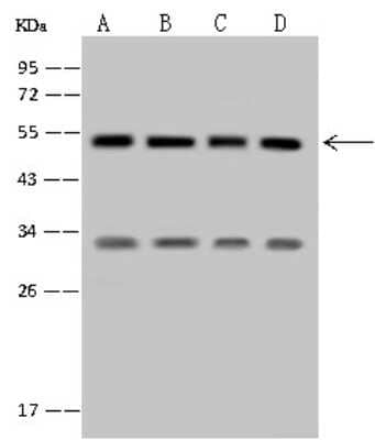 Western Blot: SETD8 Antibody [NBP2-99864]