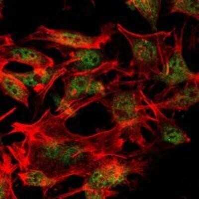 Immunocytochemistry/ Immunofluorescence: SETDB1 Antibody (5H6A12) - BSA Free [NBP1-51677]