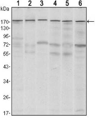 Western Blot: SETDB1 Antibody (5H6D4)BSA Free [NBP1-51676]