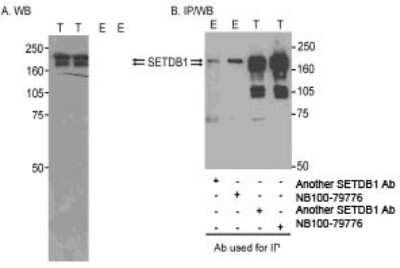 Western Blot: SETDB1 Antibody [NB100-79776]