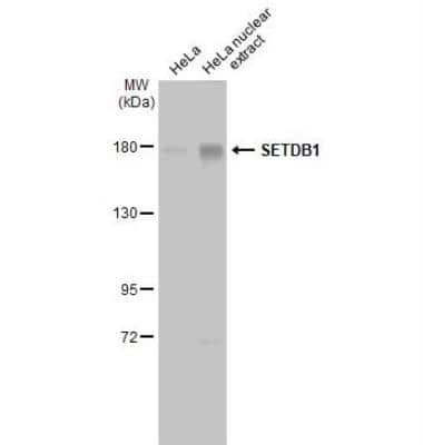 Western Blot: SETDB1 Antibody [NBP2-20322]