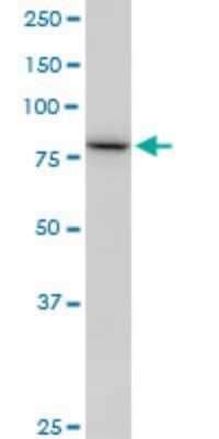 Western Blot: SETDB2 Antibody (2F4) [H00083852-M17]