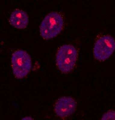 Immunocytochemistry/ Immunofluorescence: SETDB2 Antibody [NB100-1137]