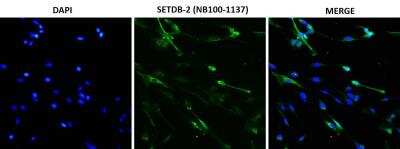 Immunocytochemistry/ Immunofluorescence: SETDB2 Antibody [NB100-1137]
