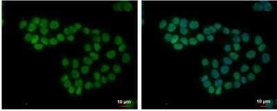 Immunocytochemistry/ Immunofluorescence: SETDB2 Antibody [NBP1-31264]