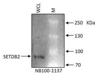 Western Blot: SETDB2 Antibody [NB100-1137]