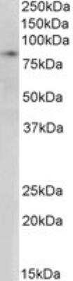 Western Blot: SETDB2 Antibody [NB100-1137]