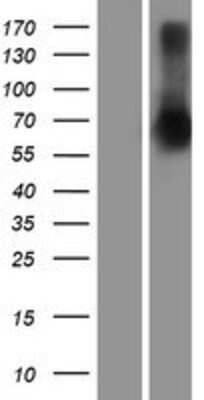 Western Blot: SETDB2 Overexpression Lysate [NBP2-10216]