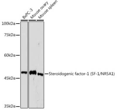 Western Blot: SF-1/NR5A1/Steroidogenic Factor 1 Antibody (3G7Z3) [NBP3-15736]