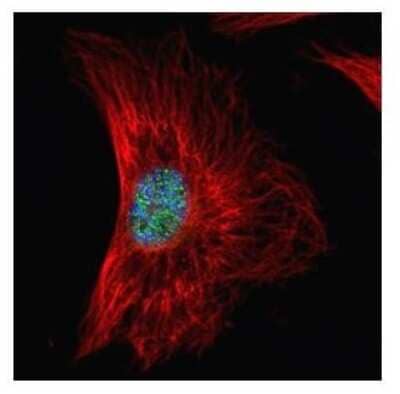 Immunocytochemistry/ Immunofluorescence: SF2 Antibody [NBP2-20324]