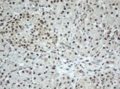 Immunohistochemistry: SF3A1 Antibody (OTI3F4) [NBP2-45803]