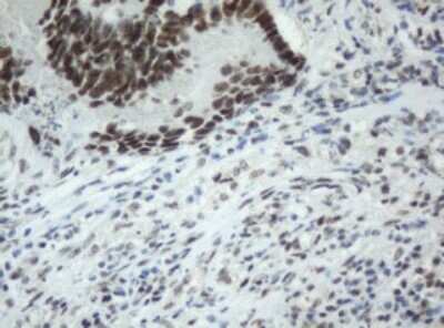 Immunohistochemistry: SF3A1 Antibody (OTI3F4) [NBP2-45803]