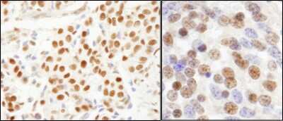 Immunohistochemistry: SF3A1 Antibody [NB100-79843]