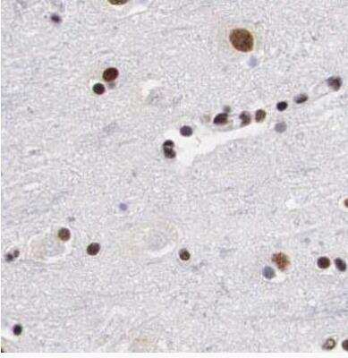 Immunohistochemistry-Paraffin: SF3A1 Antibody [NBP1-87214]