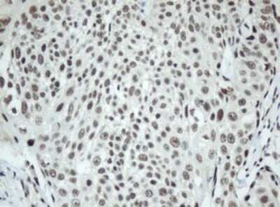 Immunohistochemistry: SF3A1 Antibody (OTI3F4) - Azide and BSA Free [NBP2-74150]
