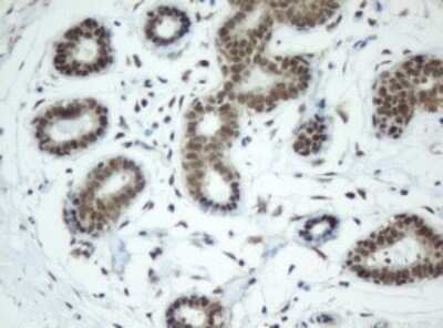 Immunohistochemistry: SF3A1 Antibody (OTI3F4) - Azide and BSA Free [NBP2-74150]