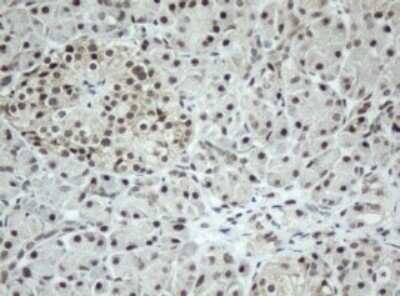 Immunohistochemistry: SF3A1 Antibody (OTI3F4) - Azide and BSA Free [NBP2-74150]