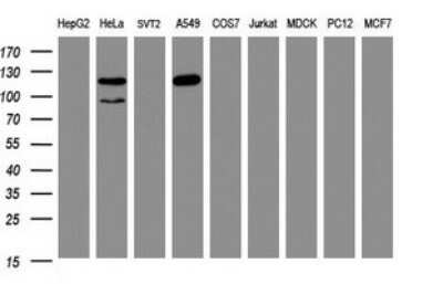 Western Blot: SF3A1 Antibody (OTI3F4)Azide and BSA Free [NBP2-74150]
