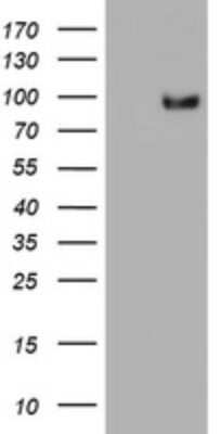 Western Blot: SF3A1 Antibody (OTI3F4)Azide and BSA Free [NBP2-74150]