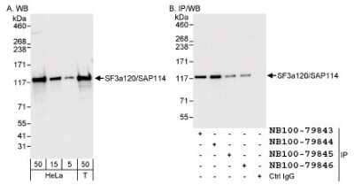 Western Blot: SF3A1 Antibody [NB100-79843]