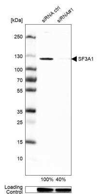 Western Blot: SF3A1 Antibody [NBP1-87214]