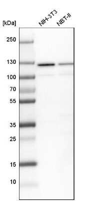 Western Blot: SF3A1 Antibody [NBP1-87214]