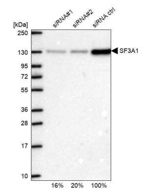 Western Blot: SF3A1 Antibody [NBP1-87215]