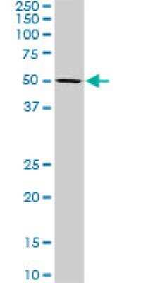 Western Blot: SF3A2 Antibody (3B6) [H00008175-M01]